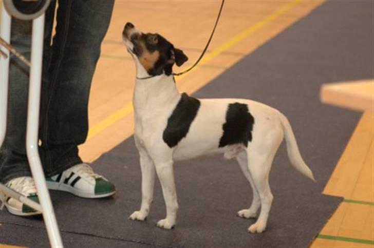 Dansk svensk gaardhund Corvette-Big-Mag - Far , for jeg snart en godbid eller hva´ billede 3