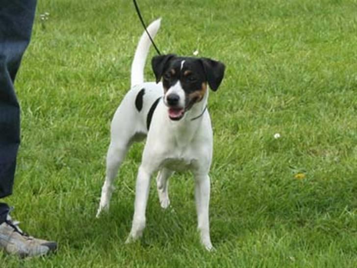 Dansk svensk gaardhund Corvette-Big-Mag - Udstilling udendørs , det da også sjovt. billede 4