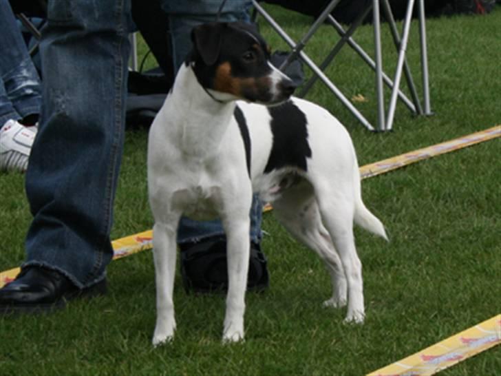 Dansk svensk gaardhund Corvette-Big-Mag - Nok en udstilling udendørs , jeg syntes at jeg kan lugter tæver eller hva´ billede 5