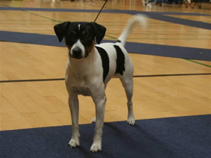 Dansk svensk gaardhund Corvette-Big-Mag - Se blot min hale den kan bruges som fluesmækker billede 6