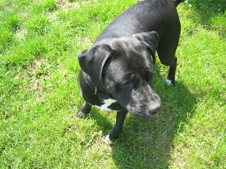 Blanding af racer Ronja - Og igen igen.. :-) billede 5