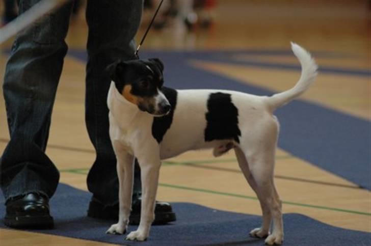 Dansk svensk gaardhund Corvette-Big-Mag - Jeg kan godt lide at kommer ud og se på andre hund på udstillinger billede 7