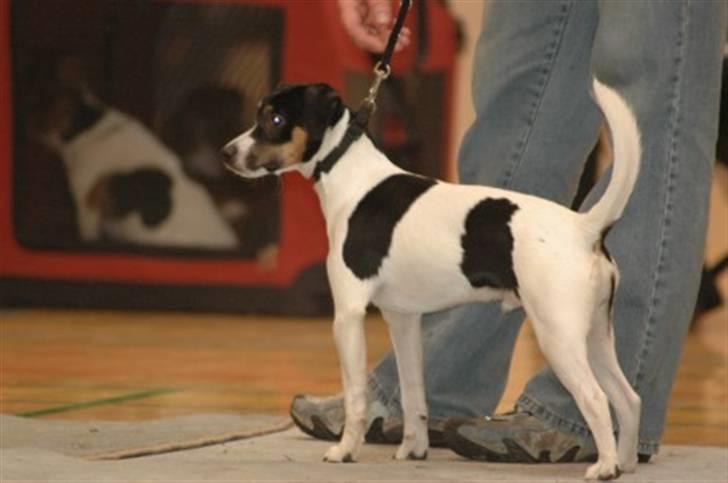 Dansk svensk gaardhund Corvette-Big-Mag - Nu skal jeg snart op på dommerbordet. billede 8