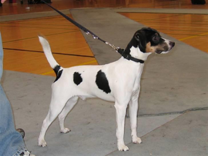 Dansk svensk gaardhund Corvette-Big-Mag - Min aller første udstilling , hvor jeg blev bedste hvalp. billede 9