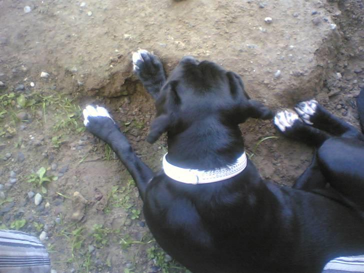 Blanding af racer Ronja - Ronja gravede et hul og lagde sig. :-) billede 6