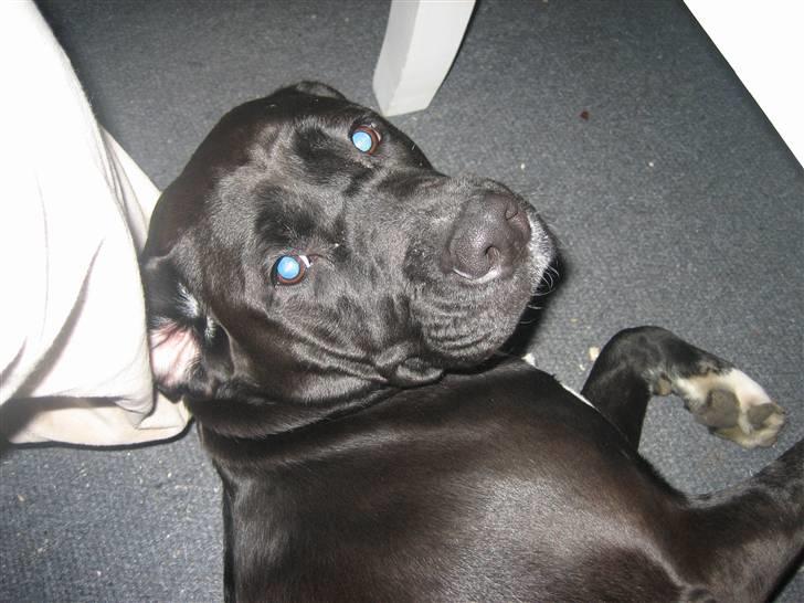 Blanding af racer Ronja - Efter en lille lur billede 7