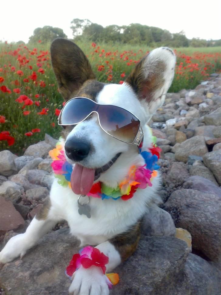 Welsh corgi cardigan Hanibal - Yes sol og sommer :-D billede 1
