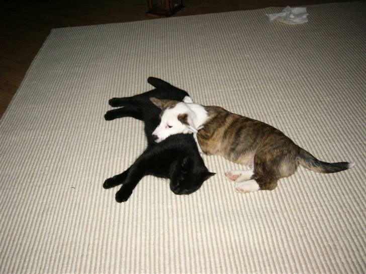 Welsh corgi cardigan Hanibal - Min bedste ven katten Chili og mig tager os lige en lille lur. billede 3