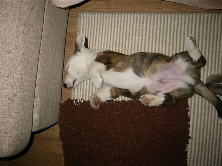 Welsh corgi cardigan Hanibal - Puha det er hårdt og være hund. billede 4