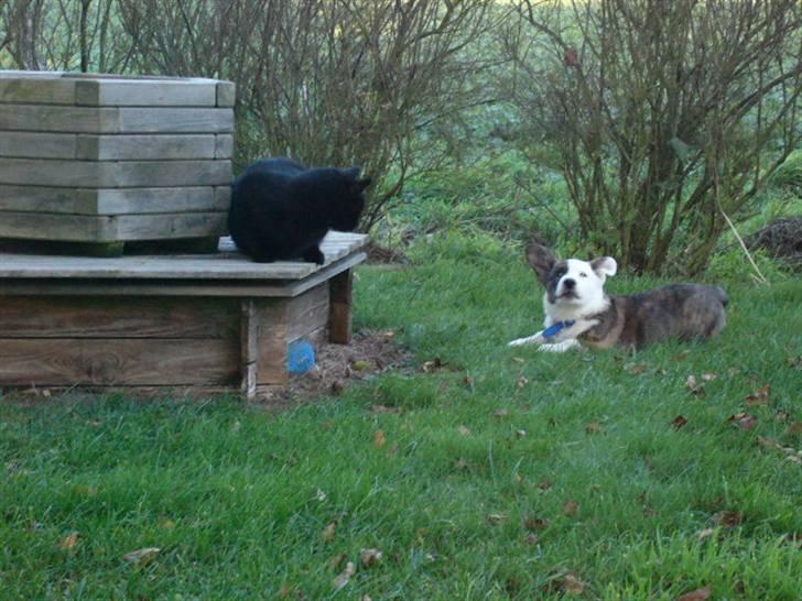 Welsh corgi cardigan Hanibal - Nøj hvor er det altså bare sjovt og lege fange med Chili.  billede 5