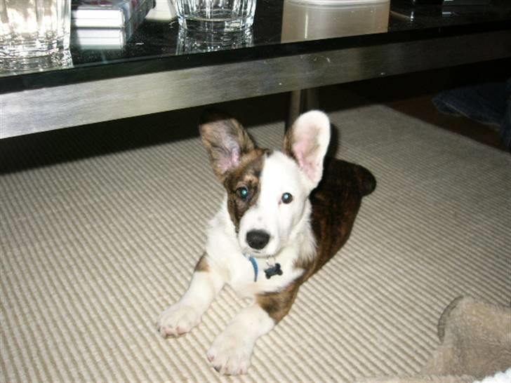 Welsh corgi cardigan Hanibal - Er jeg da ikke bare dejlig..!! billede 6