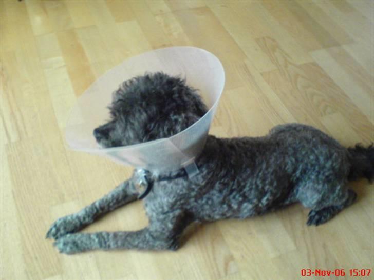 Dværgpuddel Topper *R.I.P* billede 6