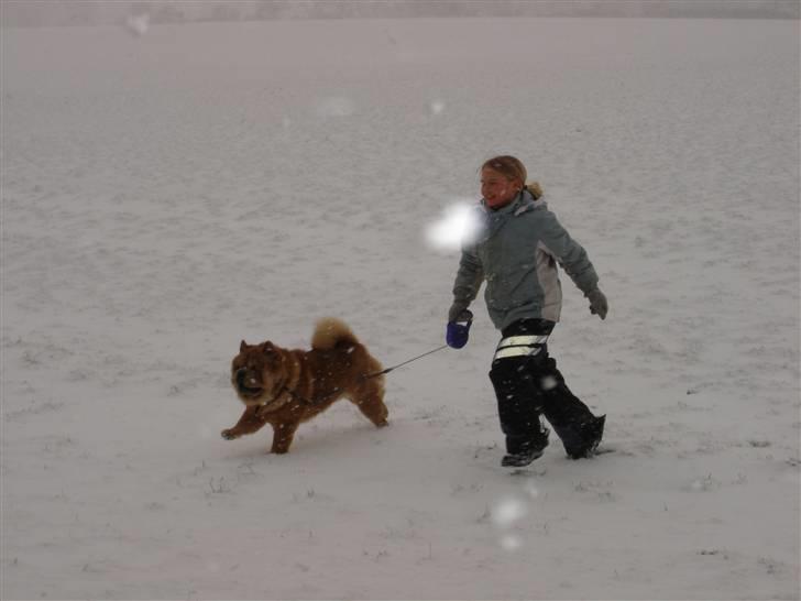 Chow chow Balou billede 15