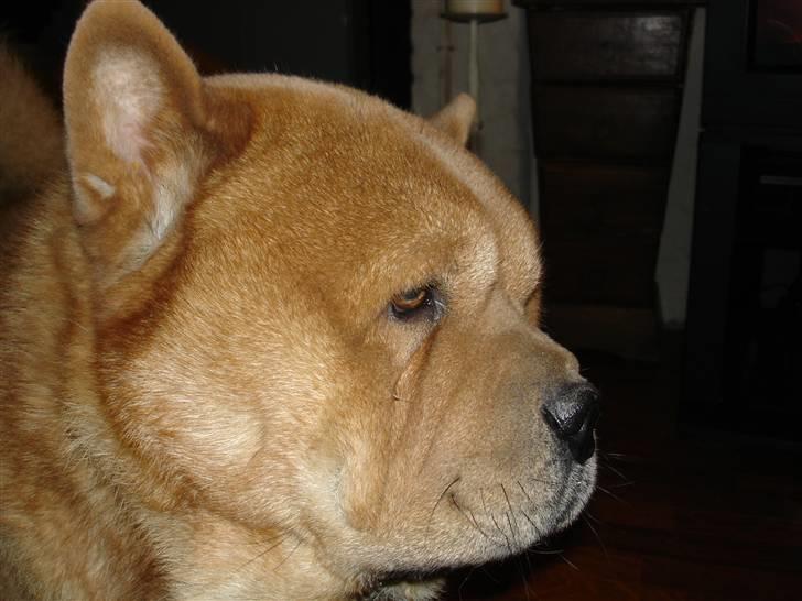 Chow chow Balou billede 16