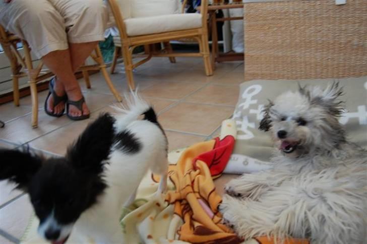 Løwchen  Zibbe - Zibbe har besøg af veninden Sindy  billede 9