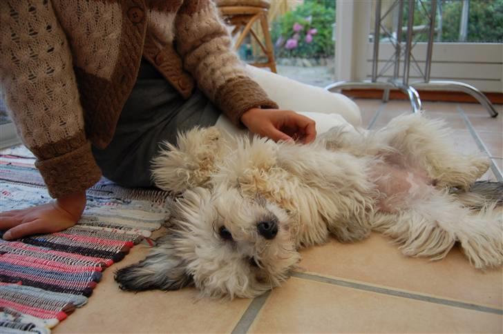 Løwchen  Zibbe - Vicky er så god til at klø på maven billede 10