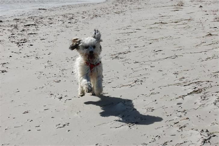 Løwchen  Zibbe - Zibbe er bare pjattet med sand - bliver nærmest til en gravhund billede 11