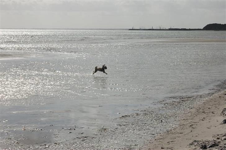 Løwchen  Zibbe - Zibbe kan gå på vandet  billede 12