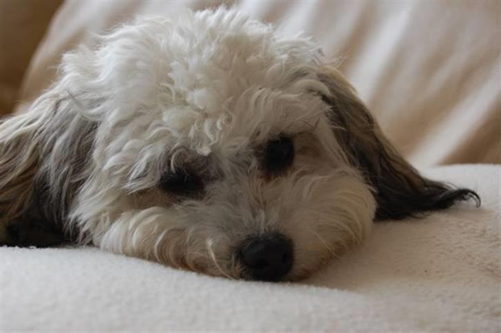 Løwchen  Zibbe - Zibbe træt billede 13