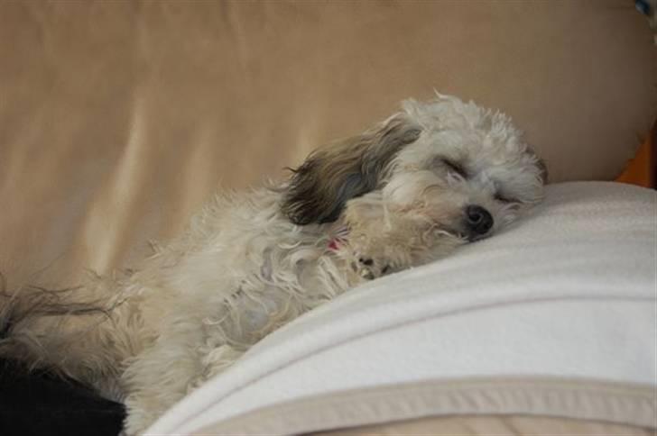 Løwchen  Zibbe - Zibbe vil sove billede 14