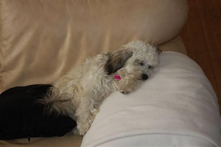 Løwchen  Zibbe - Zibbe sover billede 15