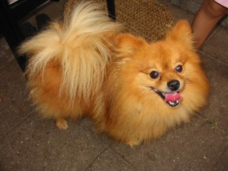 Pomeranian Trille - Helløjsa, er jeg ikke sød? billede 1