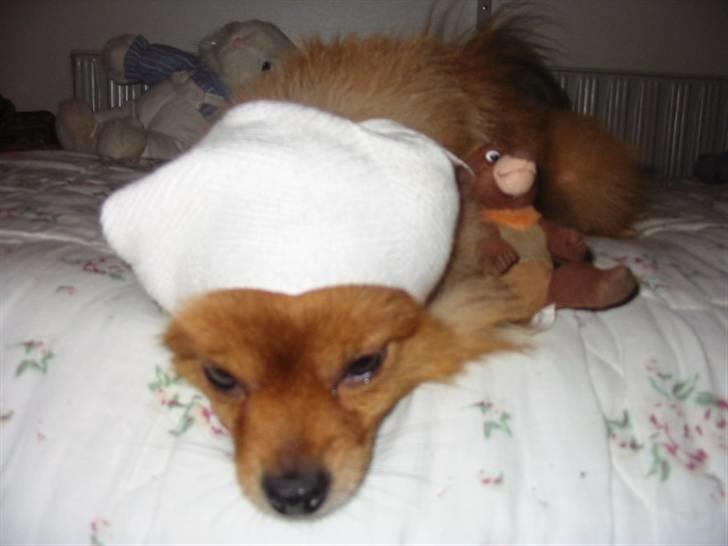 Pomeranian Trille - Åååh, sikke en dejlig hue billede 2