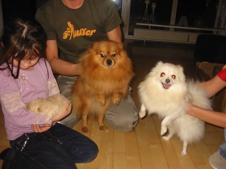 Pomeranian Trille - "Utroligt, vi gjorde det i 7 gange, men kun 1? Bare jeg slipper for børnebidrag" billede 3