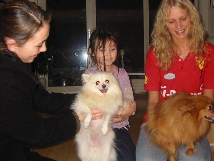Pomeranian Trille - Min kæreste Silke og jeg billede 4