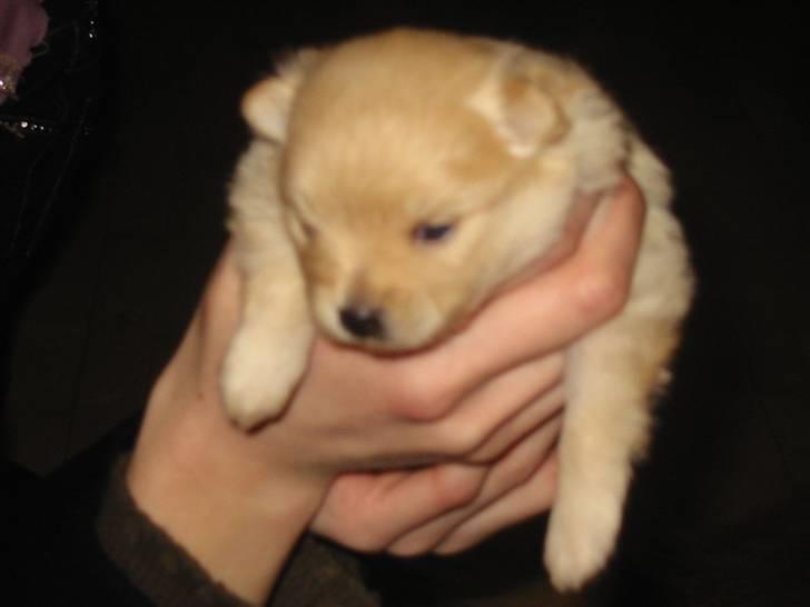 Pomeranian Trille - Det er så min datter, Perle. Ligner hun ikke mig?  billede 5