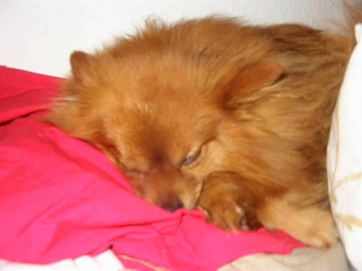 Pomeranian Trille - Ja, man bliver også træt engang imellem billede 6