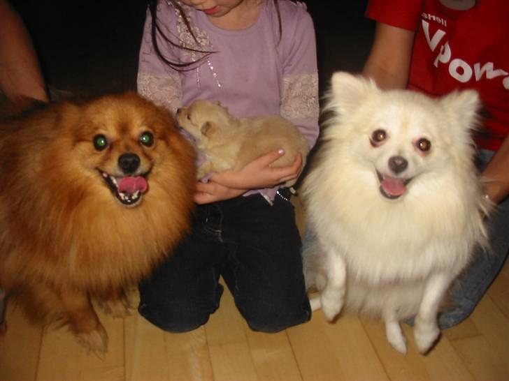 Pomeranian Trille - Min kæreste Silke er bare så... hvid og sød billede 7