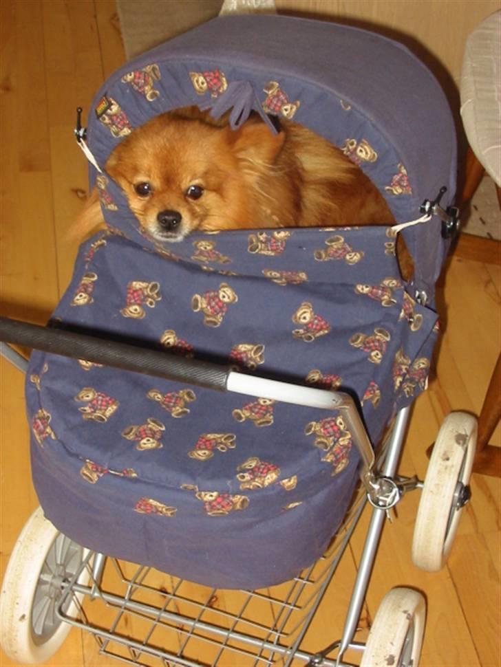 Pomeranian Trille - Afprøver lige barnevognen til min datter billede 8