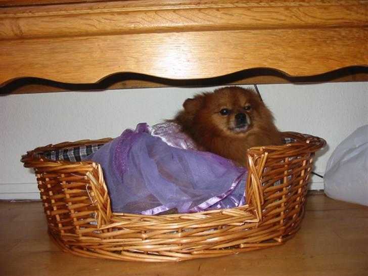 Pomeranian Trille - Den kjole kan min kæreste får billede 9