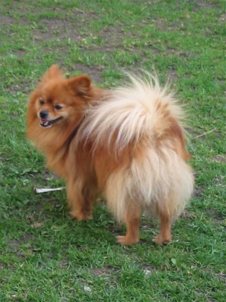 Pomeranian Trille - Jeg er så...stor og sød billede 10