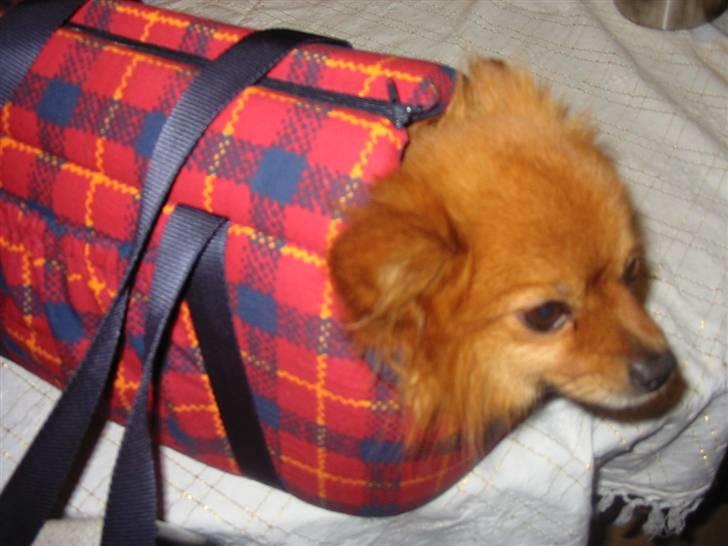 Pomeranian Trille - Arj, det er sgu pinligt det der. Hvorfor skal vi også flyve til Grønland? billede 11