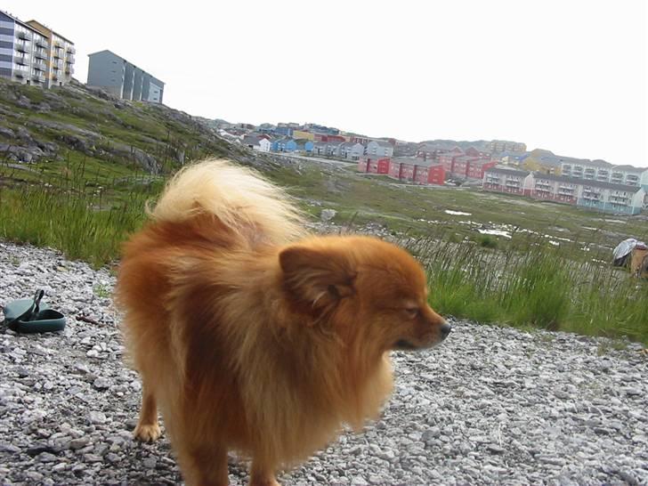 Pomeranian Trille - Mig i Grønland billede 12