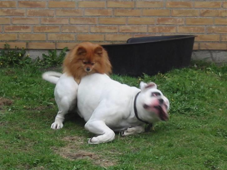 Pomeranian Trille - Og de siges at bulldog kan fælde tyre? Men jeg kan fælde en bulldog... juhuu billede 13