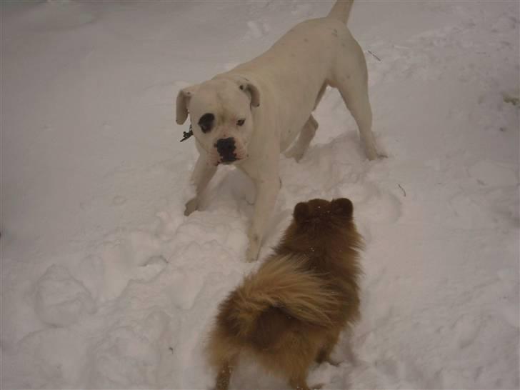 Pomeranian Trille - "Hvis du driller mig, så ved du, hvad der skal ske med dine.... " billede 14