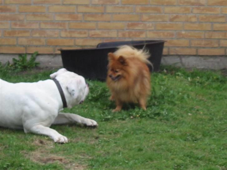 Pomeranian Trille - Yup, Thor elsker at drille mig billede 15