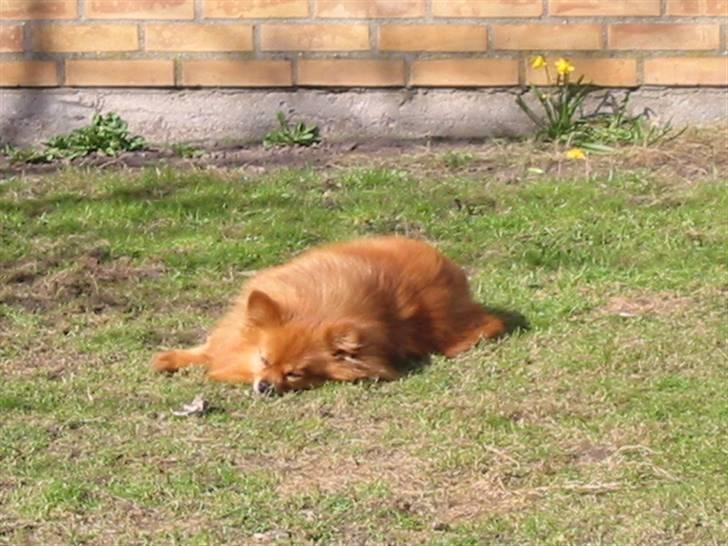 Pomeranian Trille - Tager lige en slapper billede 16