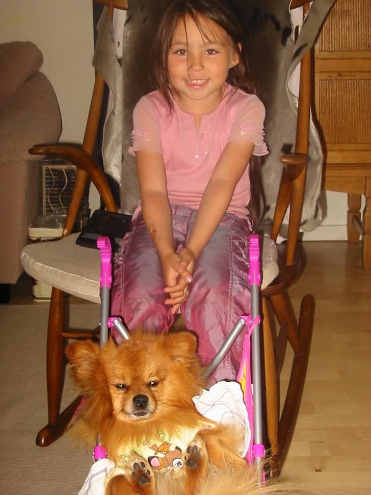 Pomeranian Trille - Åååh, sikke et hundeliv... deeeejligt billede 17