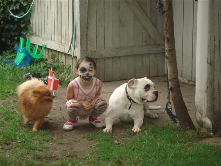 Pomeranian Trille - Ha ha, Thor ligner Marie billede 18