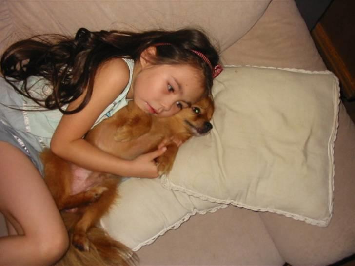 Pomeranian Trille - Jeg plejer at se tv sammen med min kære ejer billede 19