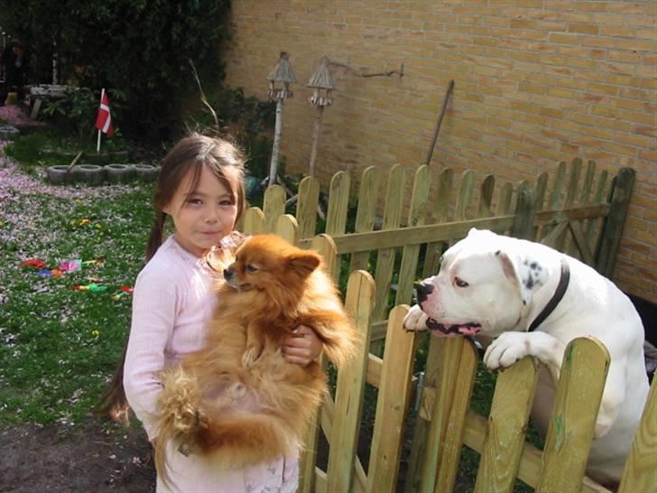 Pomeranian Trille - Neeej, Marie, du skal ikke give mig til Thor billede 20