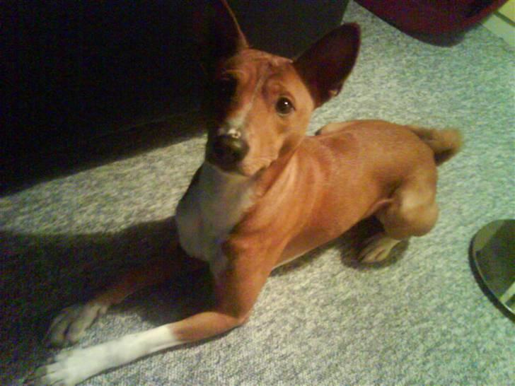 Basenji Mowgli (kallenavn: Riki) - søtnos billede 1