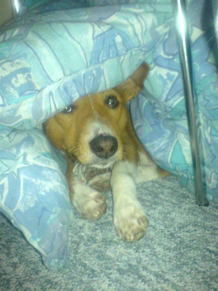 Basenji Mowgli (kallenavn: Riki) - godt og varmt under dynen billede 2