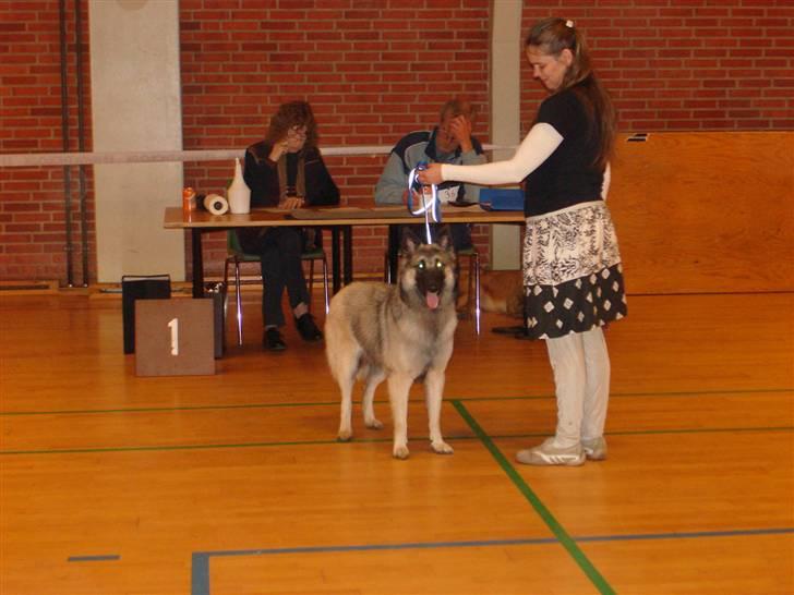 Belgisk hyrdehund Athene - jeg kan godt stå pænt.......somme tider billede 15