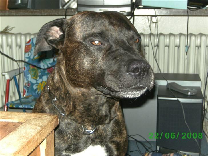 Amerikansk staffordshire terrier nicko billede 1