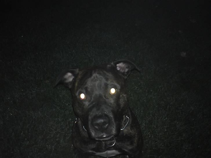 Amerikansk staffordshire terrier nicko billede 2